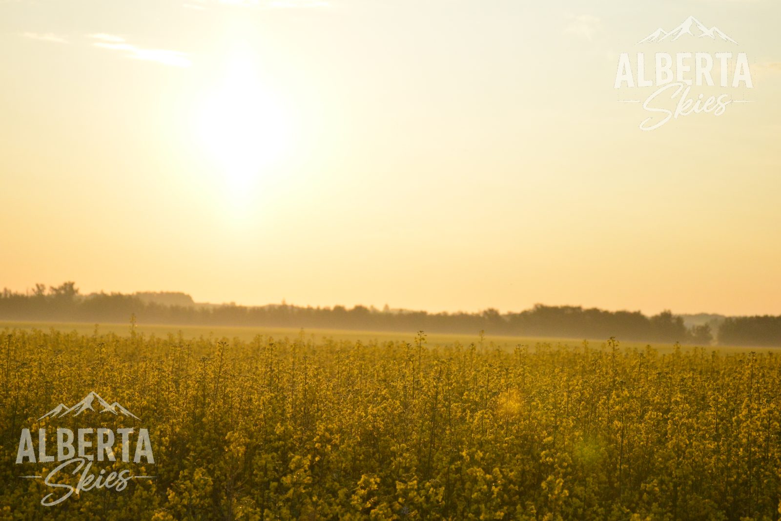 Canola Morning
